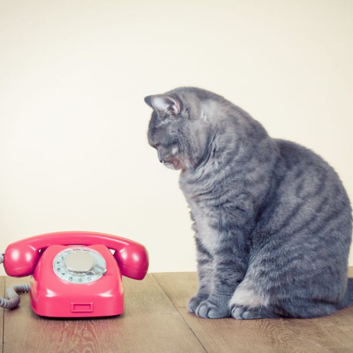 Retro old rotary telephone and big cat sitting on table